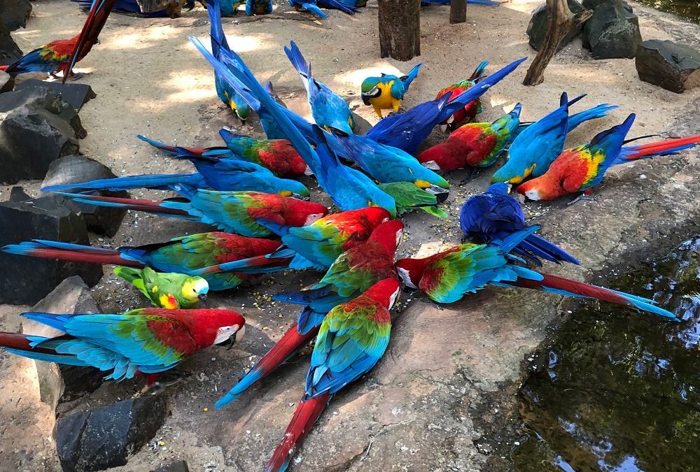 Alimentação especial das aves: um momento de conexão profunda com a natureza