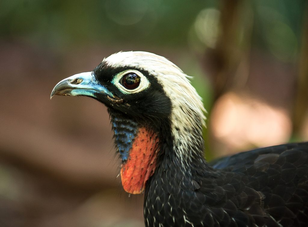 Uma jacutinga vista de perfil com os penachos do topo da cabeça brancos, o papo vermelho e parte do bico azul