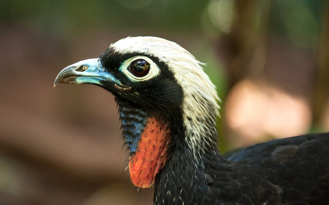 Parque das Aves conquista certificação internacional com projeto de conservação