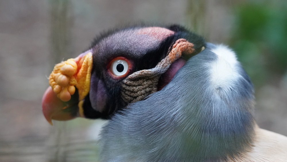 Urubus: faxineiros da natureza