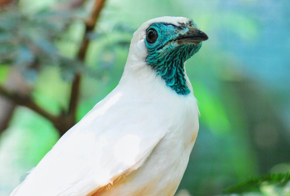 Aves de diferentes formas e cores: saiba mais sobre o dimorfismo sexual