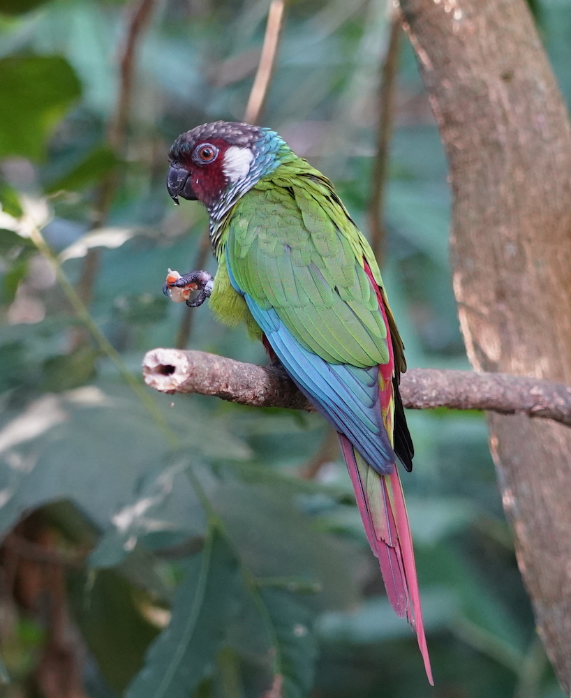 Um periquito tiriba-de-orelha-branca. Suas penas são predominantemente verdes, com toques de azul nas asas, vermelho na cauda e branco ao redor da cabeça. 