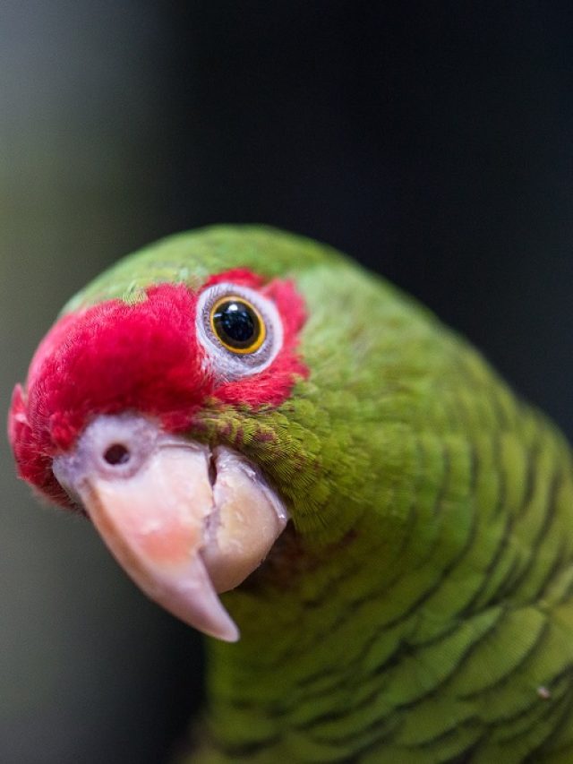Conheça 3 espécies de papagaios da Mata Atlântica