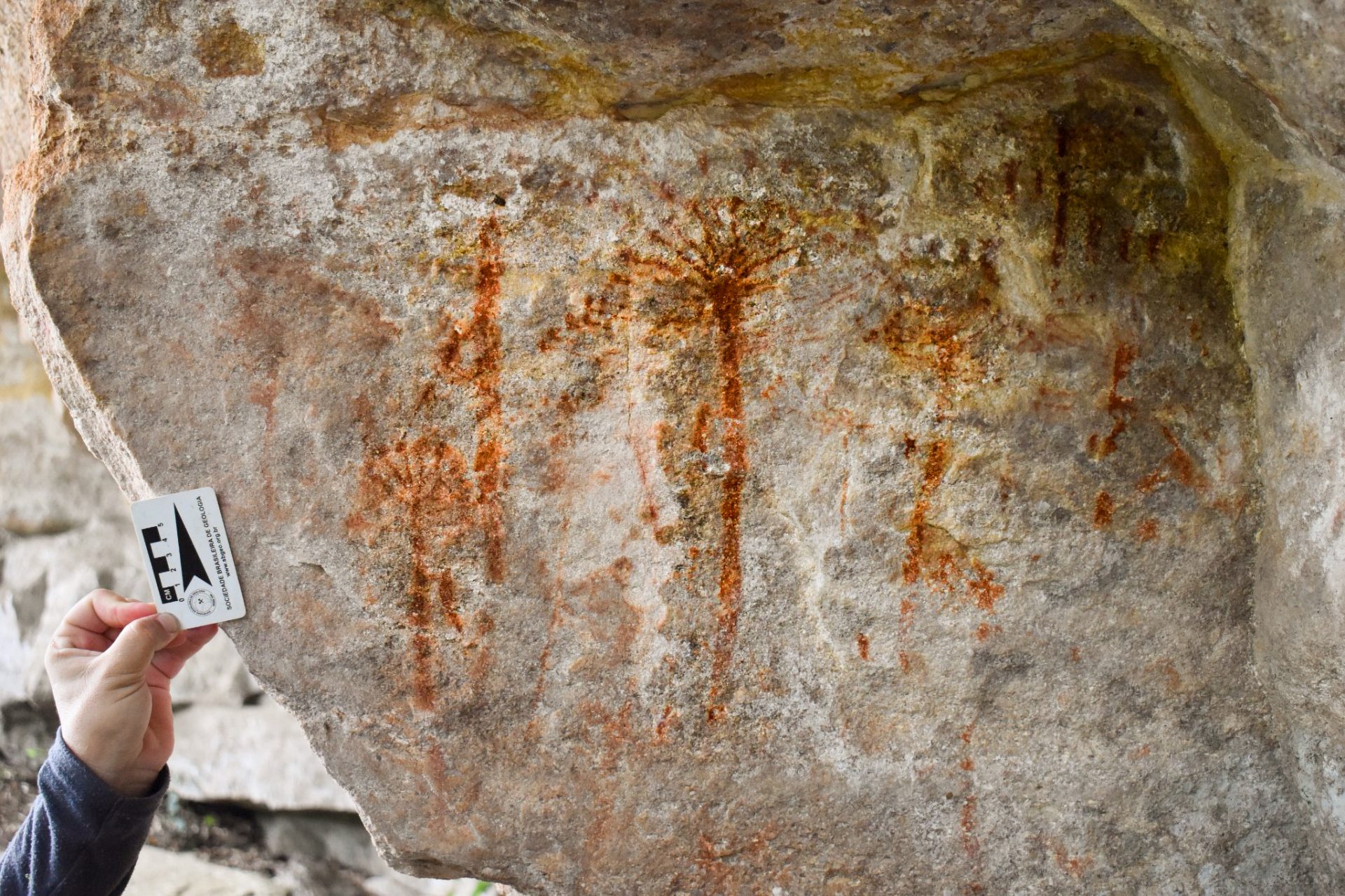 Arte rupestre com araucárias