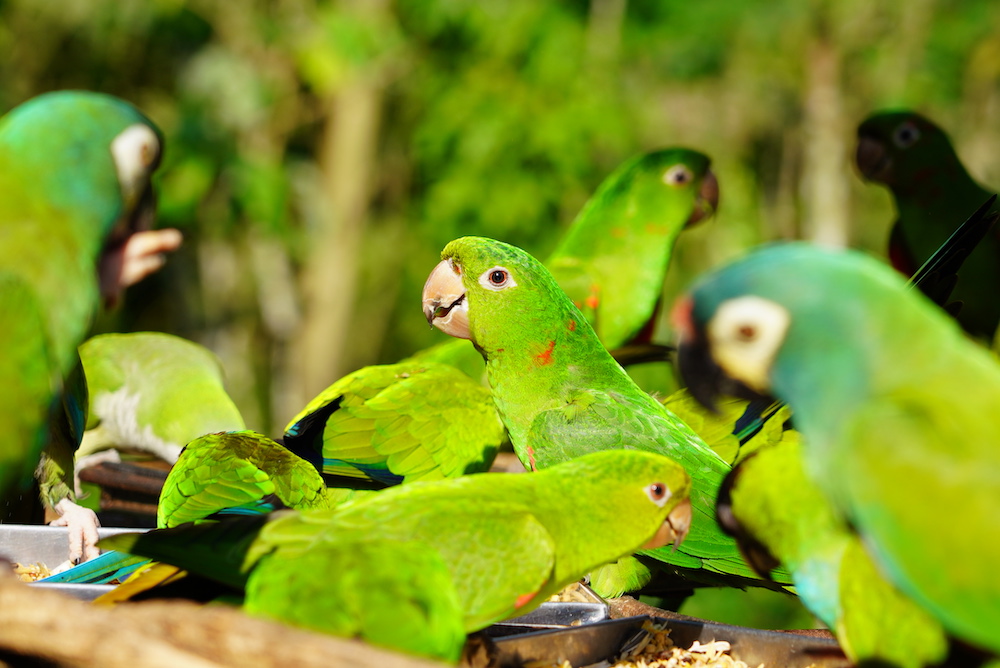 15 espécies de periquitos que você encontra no Viveiro Cecropia, no Parque das Aves