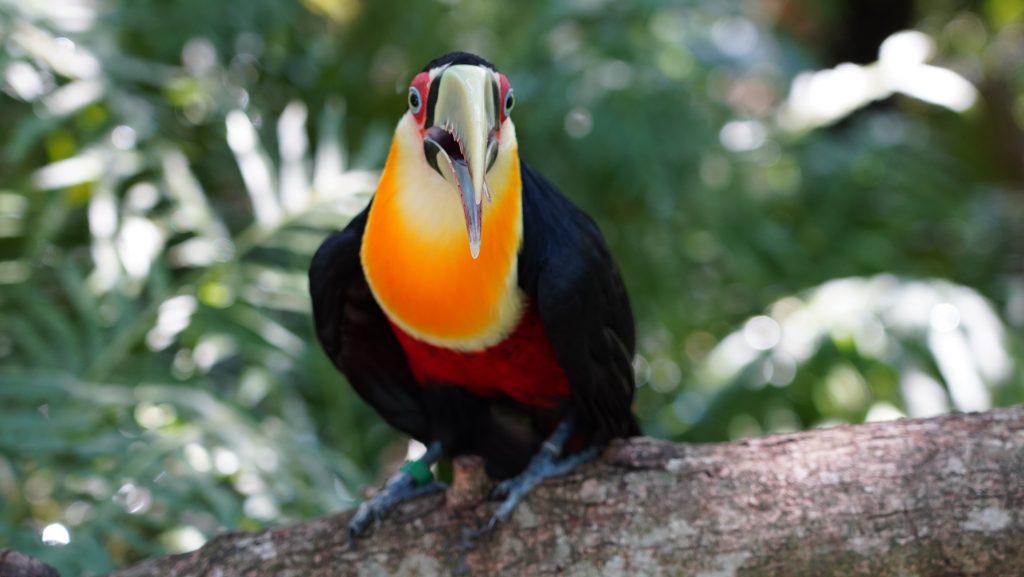 tucano-de-bico-verde-um-dos-menores-tucanos-pousado-no-recinto-em-frente-à-mata-nativa