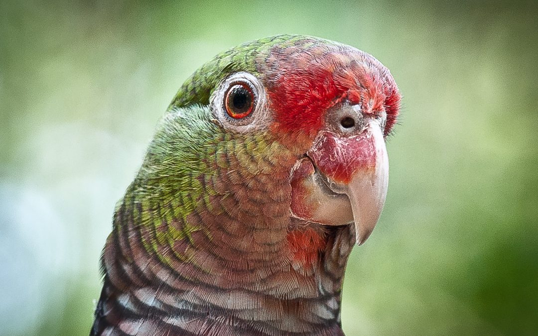 Papagaio-do-peito-roxo: uma ave exuberante da Mata Atlântica