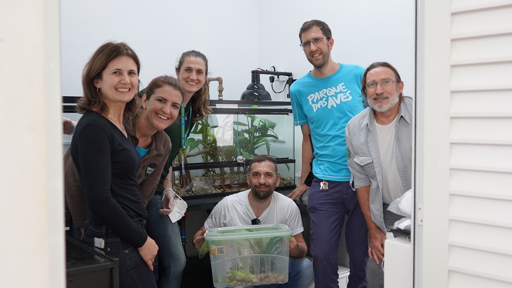 Grupo de pessoas em uma sala com um terrário atrás delas. O terrário, que tem um topo de vidro, contém várias plantas e uma lâmpada utilizada para aquecimento. Uma pessoa está segurando um grande recipiente plástico com tampa. Dentro desse recipiente está um casal de pererecas-rústicas. 