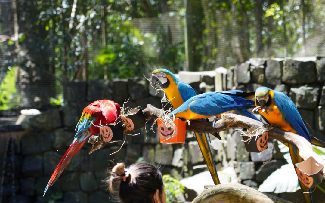 Parque das Aves irá realizar seu tradicional Halloween das Aves