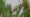 Imagem realista de uma perereca-rústica em um caule de planta verde. A perereca é verde e tem algumas listras marrons nas pernas e nas laterais do corpo. Ela está agarrada ao caule com as pernas dianteiras e traseiras. O caule da planta é verde e tem folhas longas. 