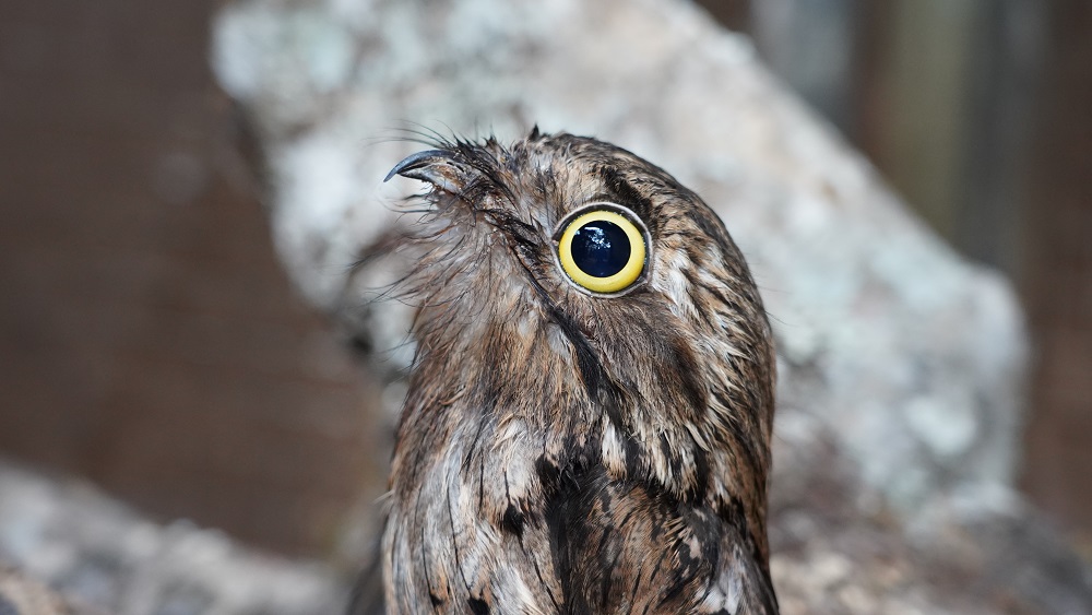 Parque das Aves anuncia nascimento inédito no Brasil