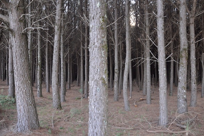 Uma foto de uma plantação de pinus. As árvores altas e finas, com casca cinza, estão plantadas em fileiras. O chão está coberto com galhos caídos. Uma parte do céu pode ser visto através da copa das árvores.