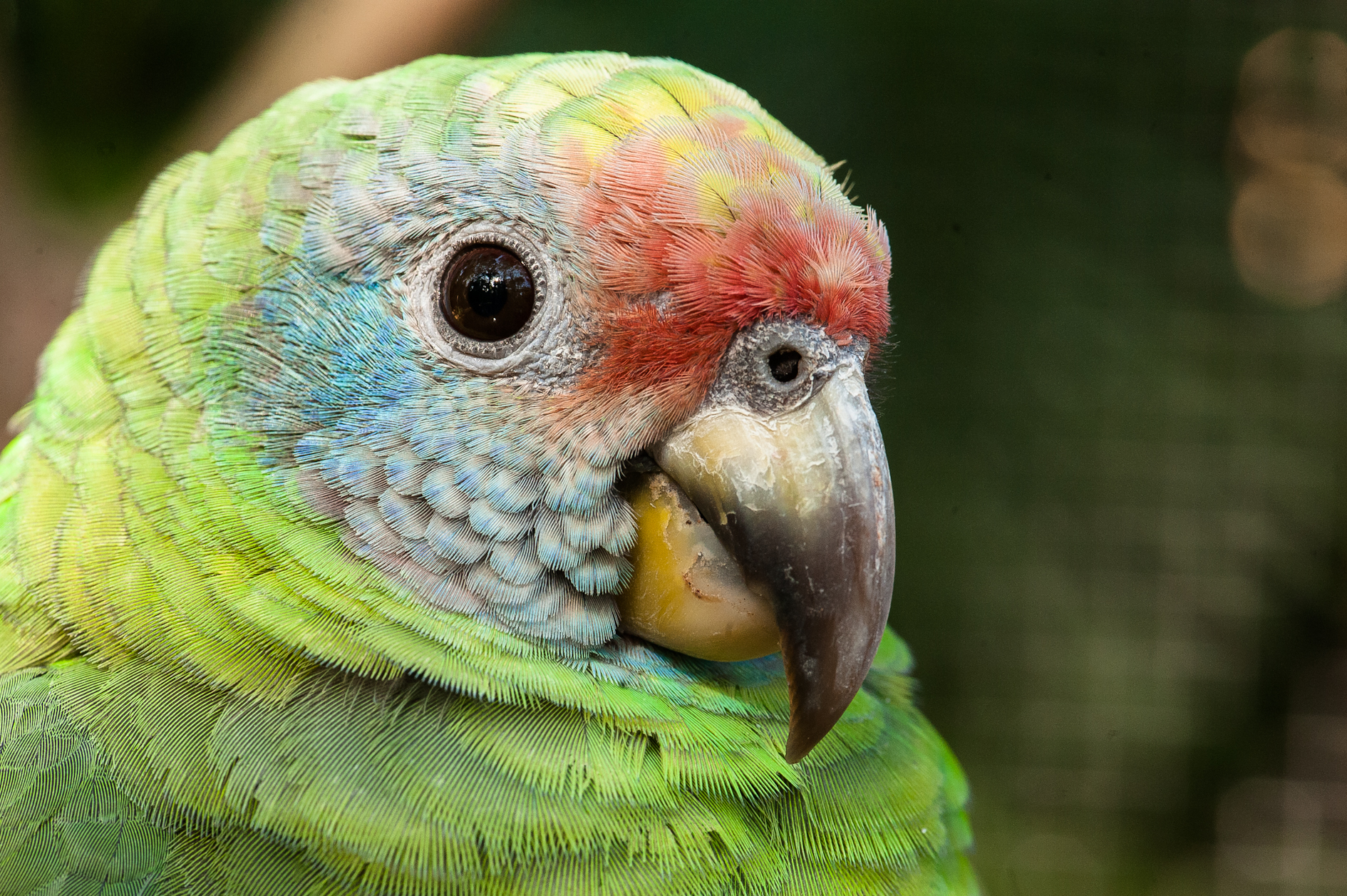 Espécies diversas da mata atlântica