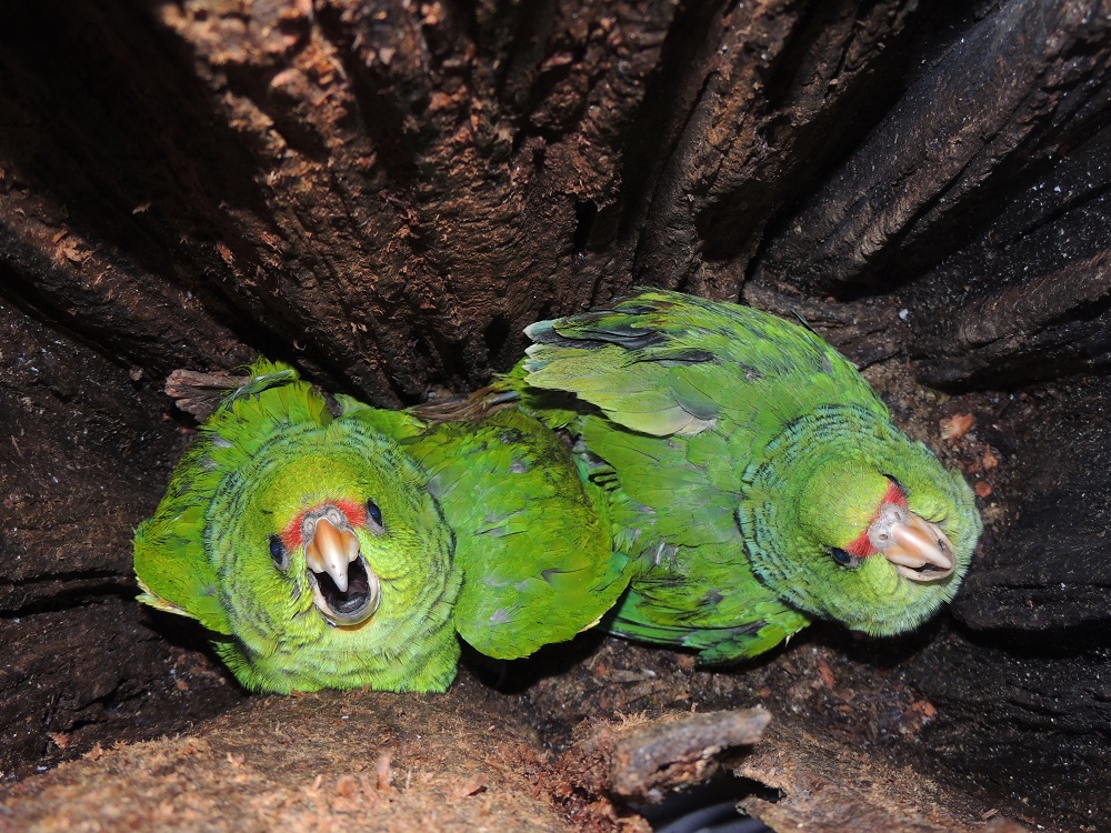 Filhotes de papagaio-de-peito-roxo