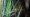 Foto de uma perereca-rústica em seu ambiente de ocorrência natural, agarrada em uma ramificação de uma planta. A perereca-rústica está de frente para a câmera e seus olhos são visíveis. Ela está agarrada com as pernas da frente. O fundo é escuro e desfocado, mas você pode ver alguma vegetação.