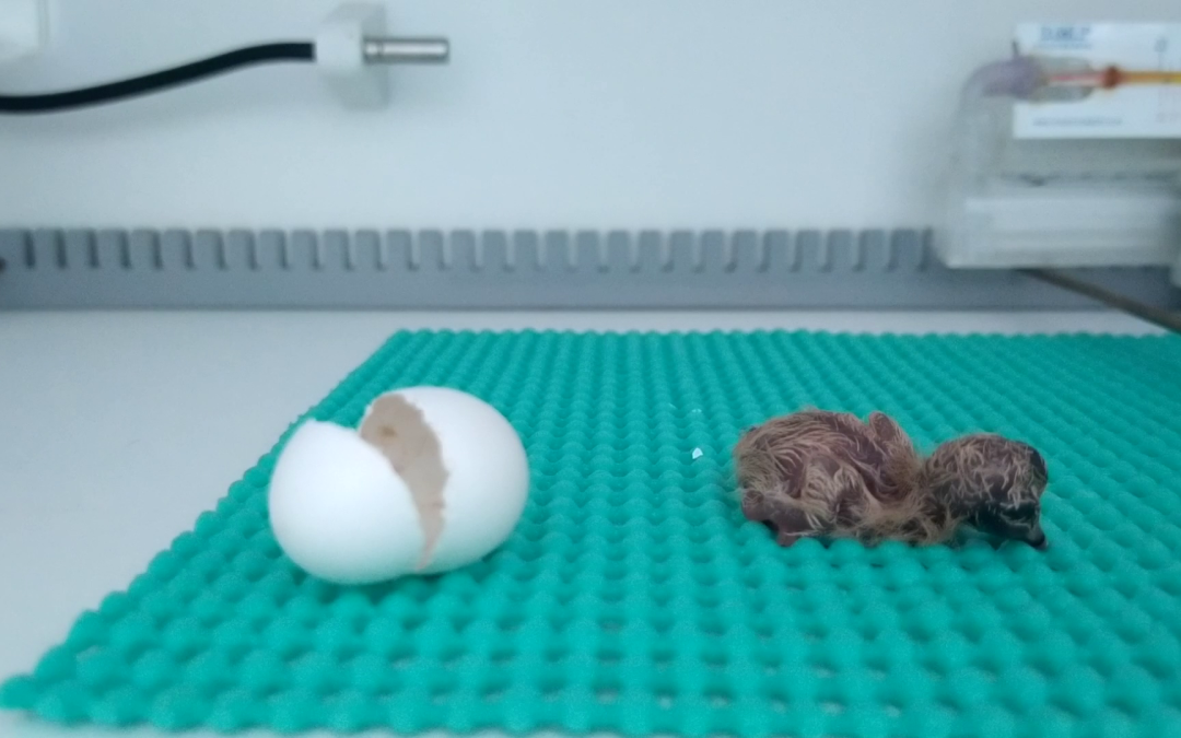 O que tem dentro do ovo? Conhecendo as fases do desenvolvimento de um filhote de ave