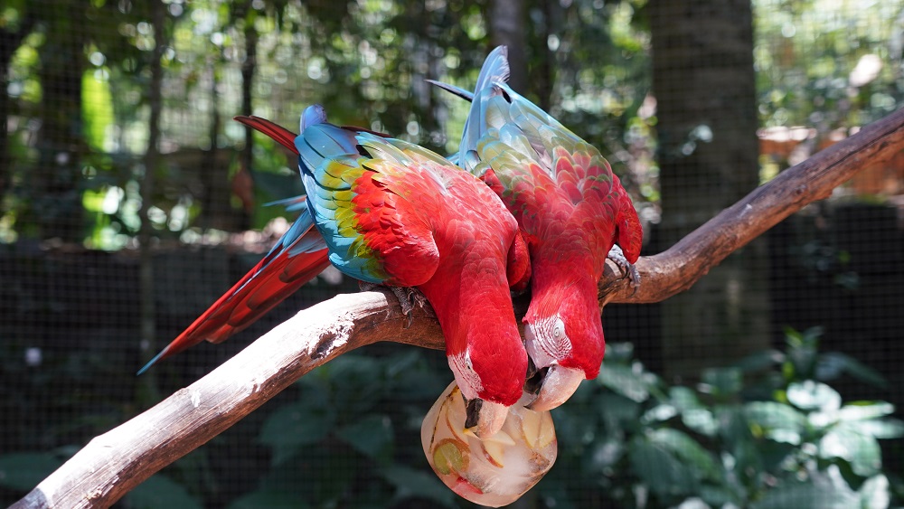 Xô, calor! Parque das Aves oferece blocos de gelo com frutas para aves se refrescarem