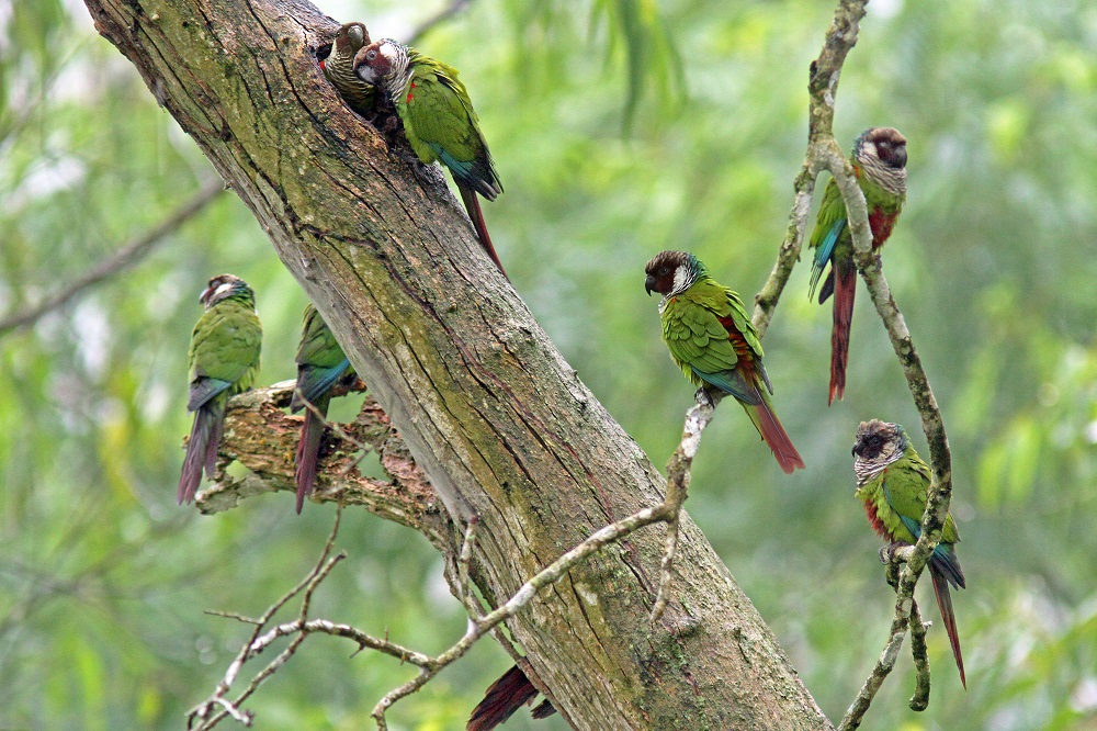 Imagem de um grupo de tiribas-verdes, pequenos papagaios de plumagem verde com manchas vermelhas, empoleirados em galhos e troncos de árvore. As aves estão próximas umas das outras, criando uma cena que reflete o comportamento social desses animais na natureza.