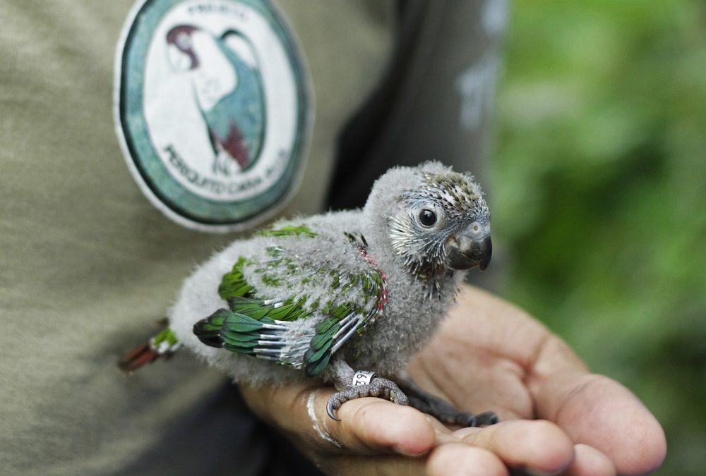 Aves ameaçadas de extinção que nasceram no Parque das Aves viajam nesta terça para Fortaleza, no Ceará