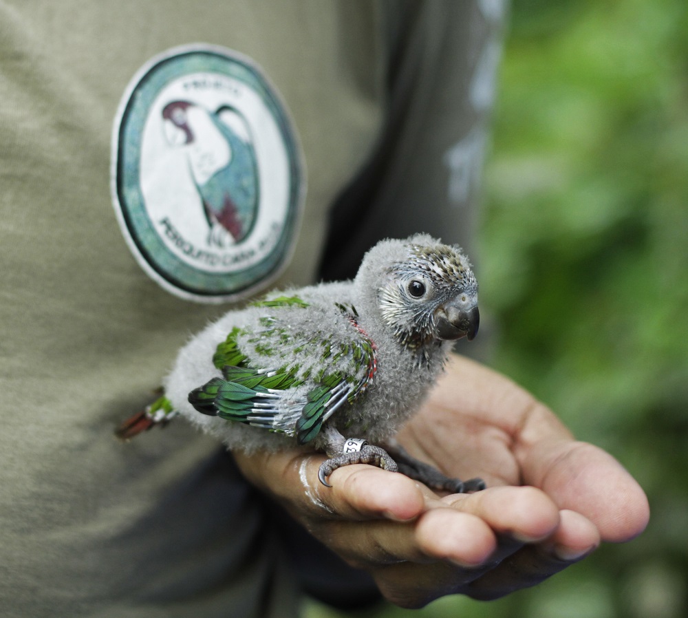 Imagem de um filhote de papagaio de penas cinzas e verdes repousando na mão de um cuidador. O cuidador usa uma camisa com o logotipo do projeto de preservação de papagaios, reforçando a importância dos cuidados com as aves em sua fase inicial de vida.