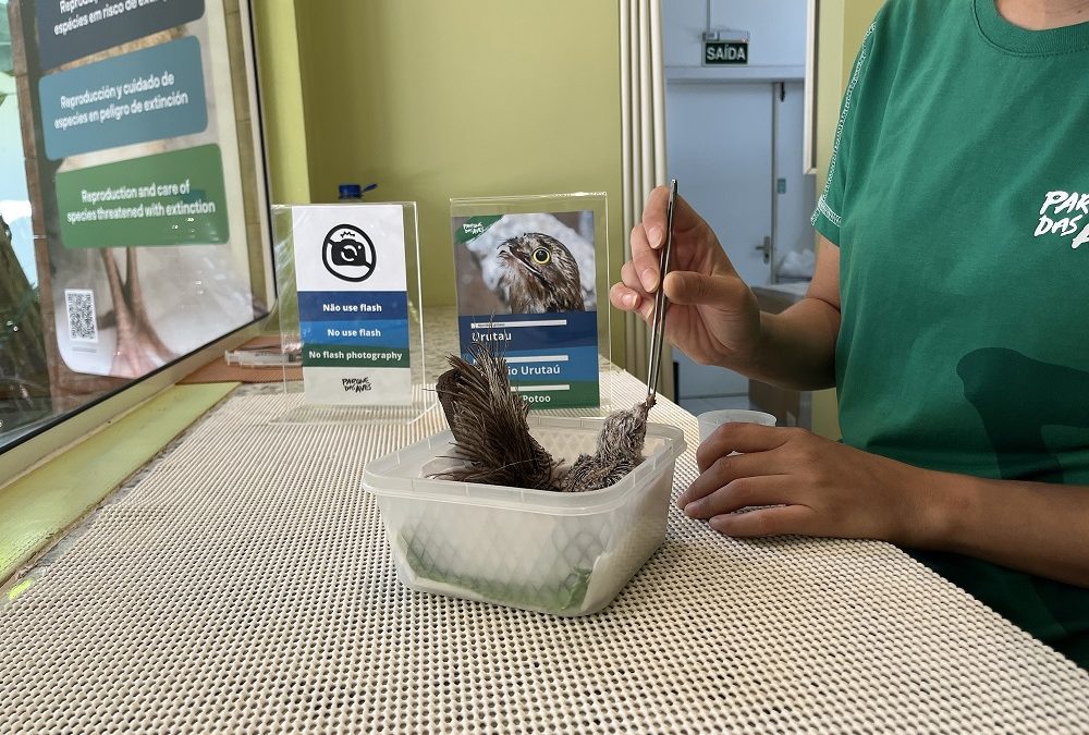 Urutau é trazido ao mundo pela equipe do Parque das Aves