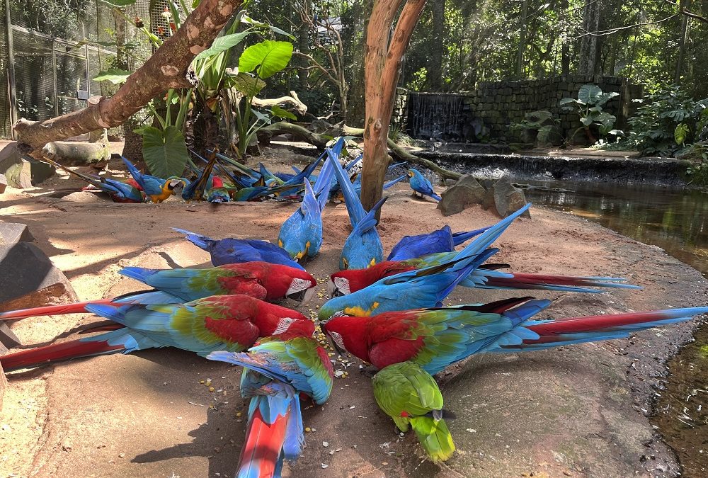 Parque das Aves espera receber mais de 15 mil visitantes no Carnaval