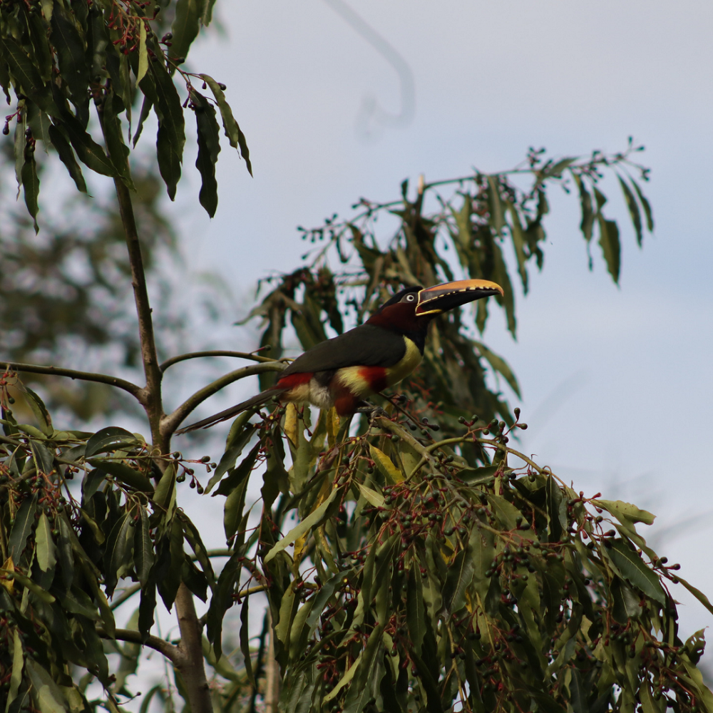 Fotografia de um araçari-de-bico-branco pousado em um galho alto de uma árvore, cercado por folhas e pequenos frutos. A ave, com suas cores vivas e bico característico, contrasta com o fundo do céu, destacando sua beleza e adaptabilidade ao ambiente natural.