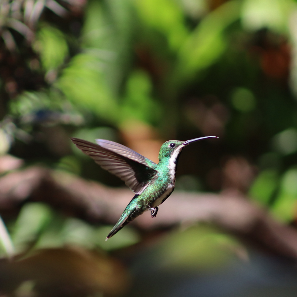 Imagem de um beija-flor verde esmeralda em pleno voo, com asas estendidas, contra um fundo de vegetação desfocado. A ave exibe sua delicadeza e agilidade enquanto plana entre as plantas, destacando a beleza de suas penas brilhantes sob a luz natural.