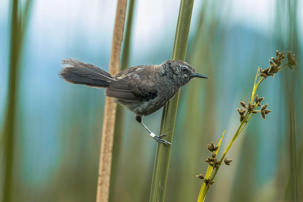 Fotografia de aves: uma aventura inesperada