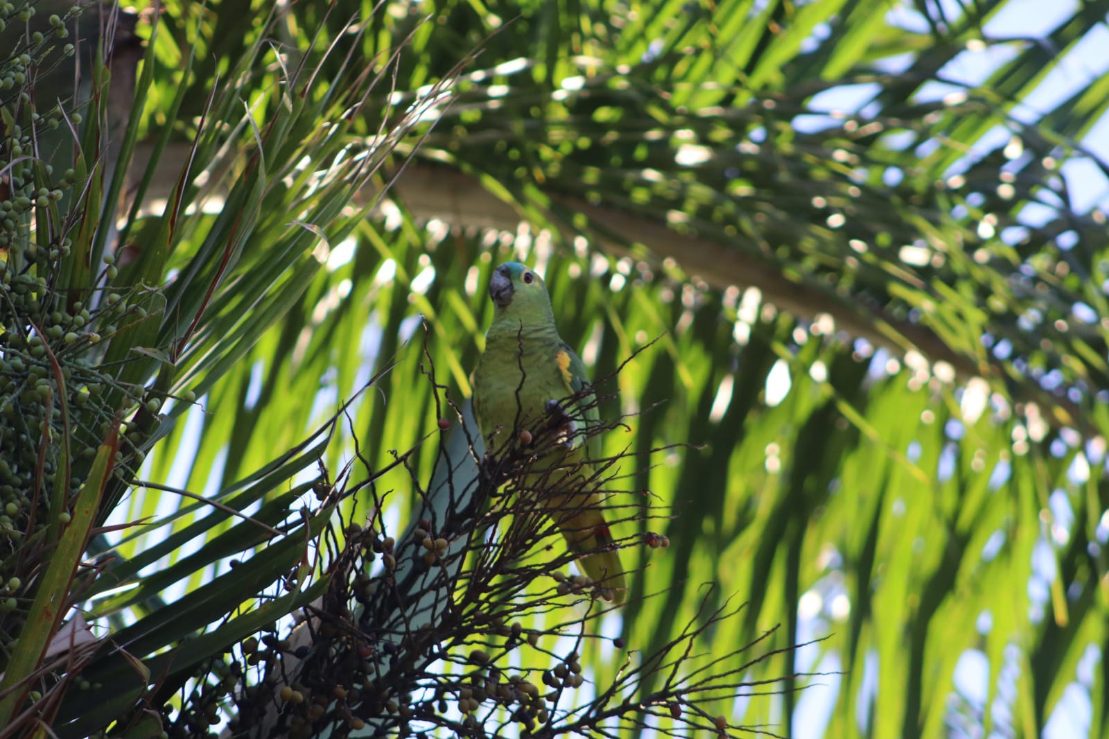 Foto de um papagaio-verde em uma palmeira, rodeado por folhas verdes e frutos. O papagaio está posicionado entre os ramos, com a luz do sol filtrando através das folhas, destacando o ambiente natural e a beleza da vegetação ao seu redor.