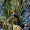 Imagem de um tucano-toco (Ramphastos toco) empoleirado em uma palmeira repleta de frutos, em meio à vegetação da Mata Atlântica. Com sua impressionante plumagem preta e bico laranja vibrante, o tucano se destaca entre as folhas verdes.