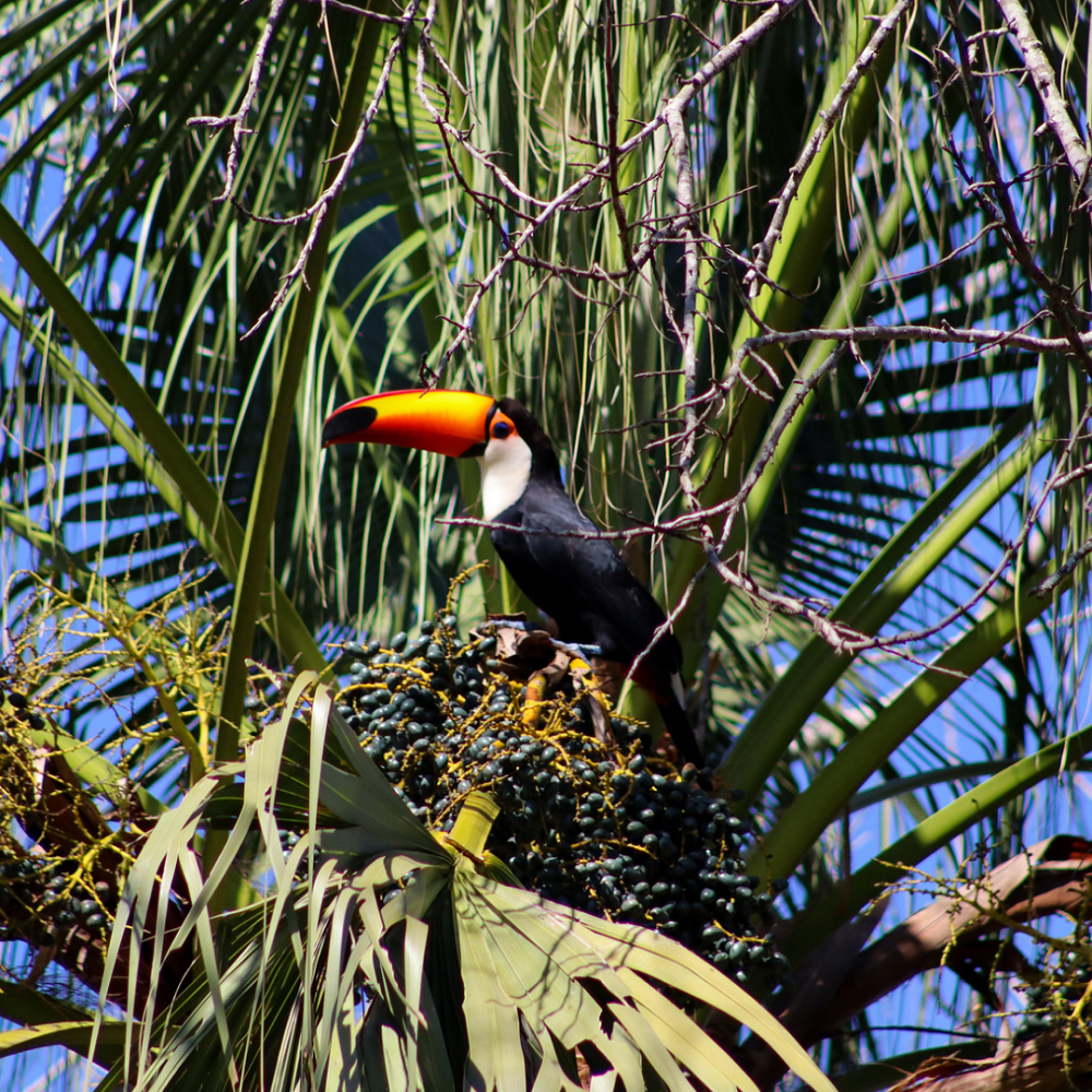Imagem de um tucano-toco (Ramphastos toco) empoleirado em uma palmeira repleta de frutos, em meio à vegetação da Mata Atlântica. Com sua impressionante plumagem preta e bico laranja vibrante, o tucano se destaca entre as folhas verdes.
