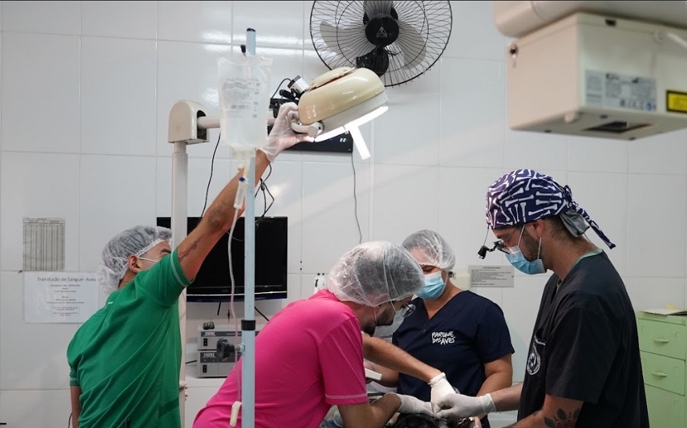 Parque das Aves contrata consultoria de médico veterinário especialista em ortopedia de aves silvestres