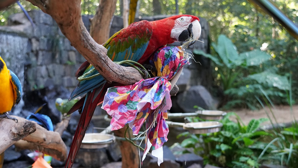 Tradicional Páscoa das Aves acontece no Parque das Aves