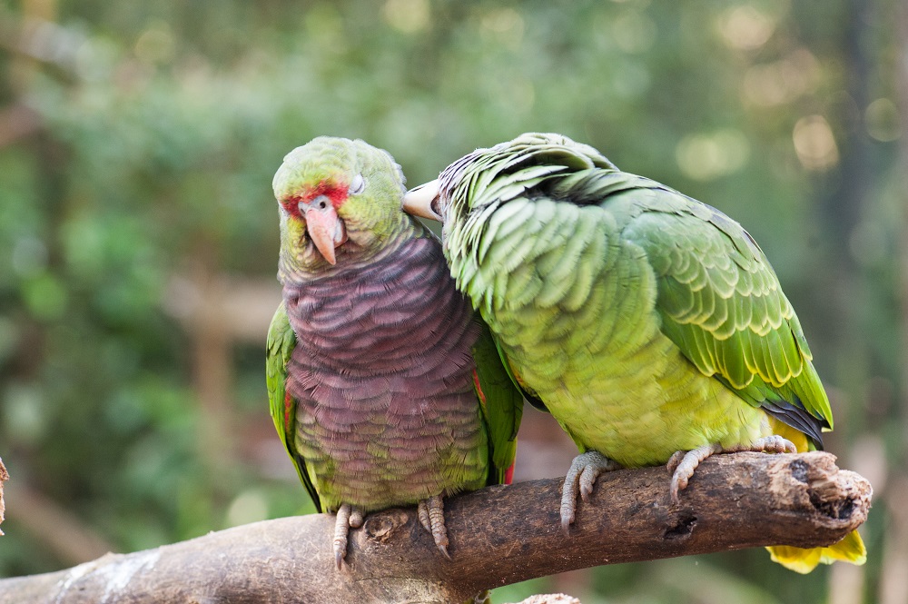 Saiba o que é catação: um comportamento meigo, fofo e importante para as aves