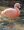 Flamingo-andeano em pé na água rasa, com plumagem rosada iluminada pela luz do sol.