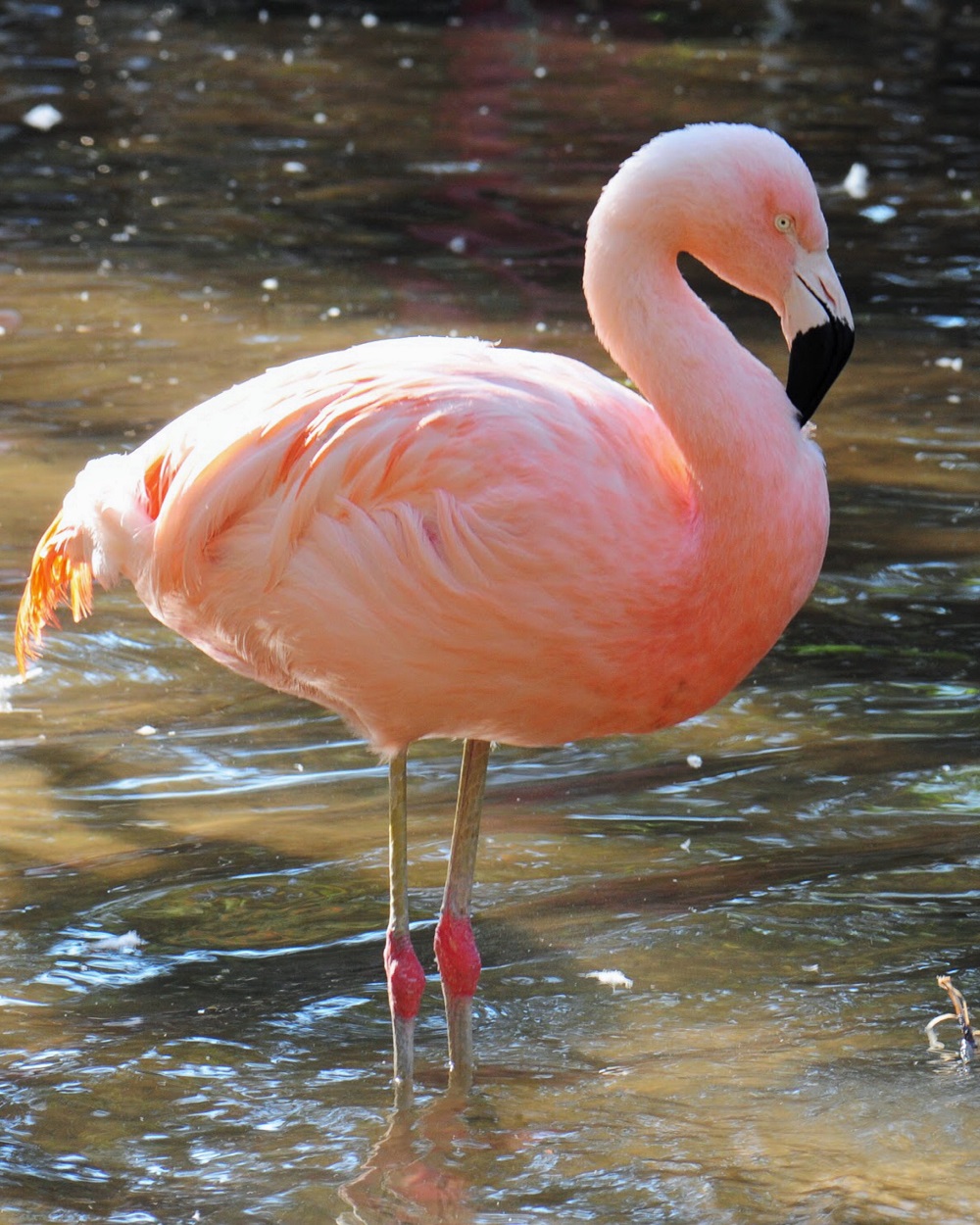 Flamingo-andeano em pé na água rasa, com plumagem rosada iluminada pela luz do sol.