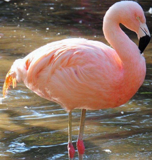 Conozca la história de los flamencos del Parque das Aves (Español)