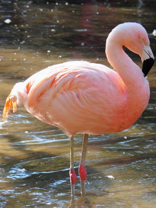 Conozca la história de los flamencos del Parque das Aves (Español)