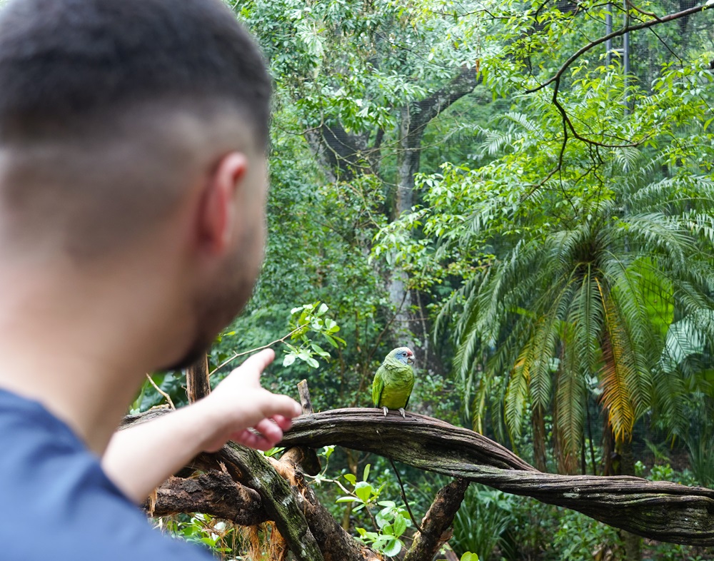 Um homem de costas aponta para um papagaio verde pousado em um galho em um ambiente de floresta tropical. A vegetação ao fundo é densa e exuberante.