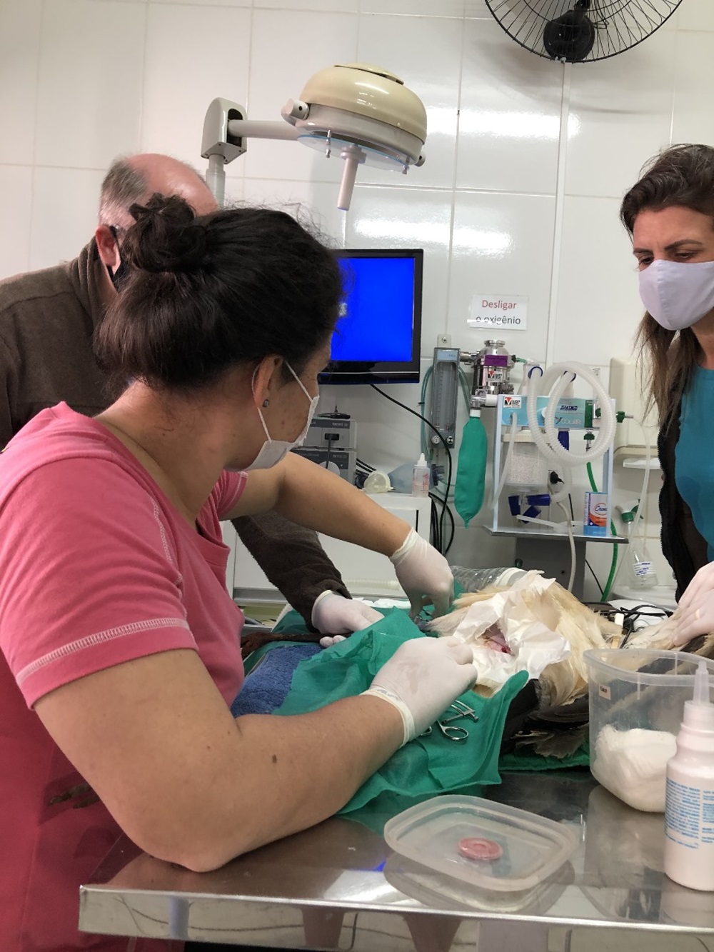 Cirurgia de ave resgatada para remoção de bala alojada perto do coração. Foto: Parque das Aves