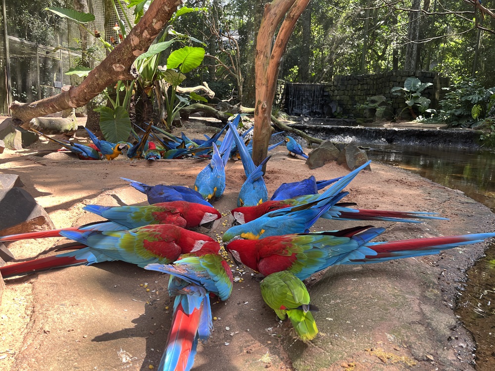 Grupo de araras vermelhas, azuis e amarelas se alimentando no solo do viveiro do Parque das Aves, rodeadas por árvores e um riacho.