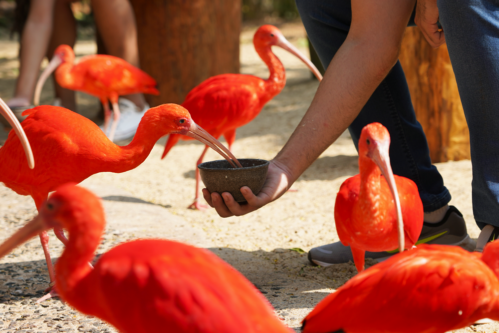 Reviva a Experiência Imersiva Conectada no Parque das Aves