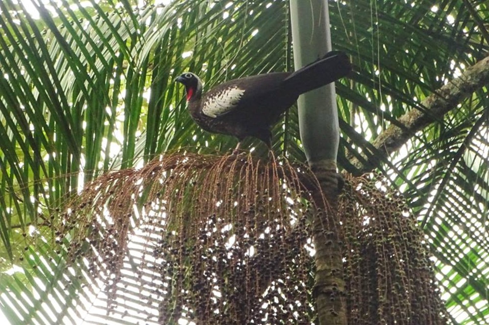 De malas prontas: jacutingas nascidas no Parque das Aves viajaram para serem reintroduzidas na Mata Atlântica