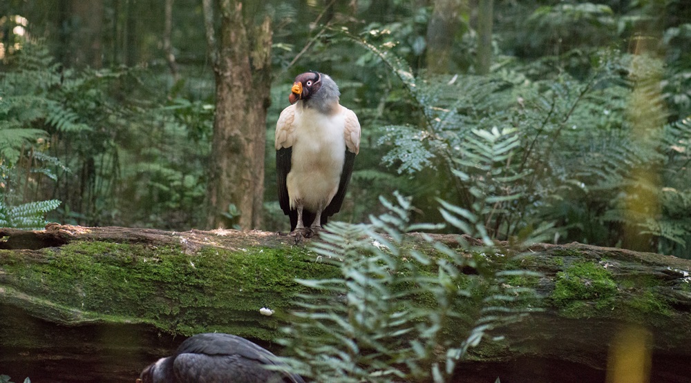 Parque das Aves realizou ação para celebrar o Dia Internacional de Conscientização sobre os Urubus