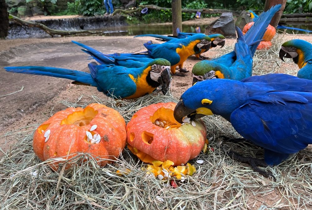 Parque das Aves celebra Halloween das Aves com programação especial no dia 31 de outubro