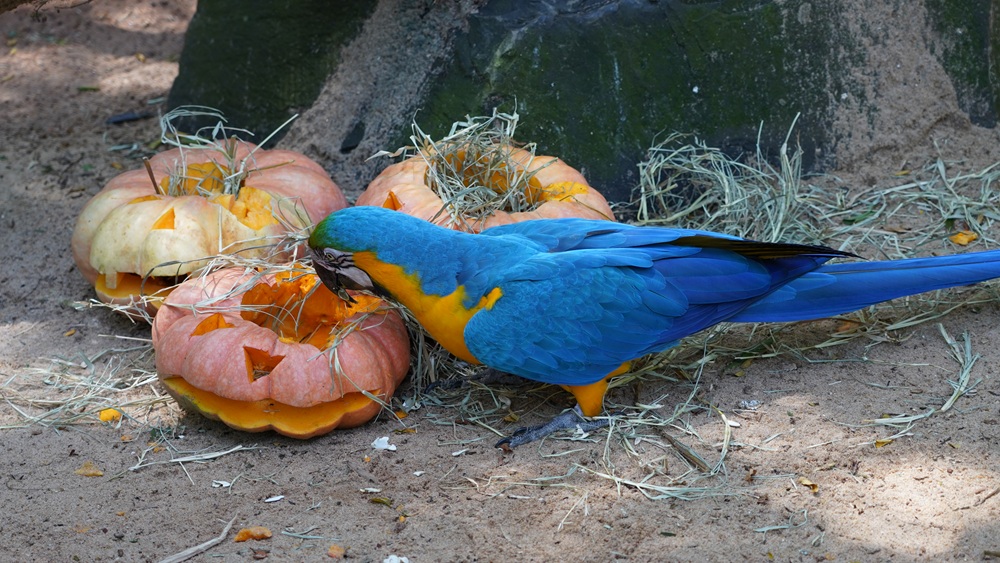 Parque das Aves celebra Halloween das Aves com programação especial no dia 31 de outubro