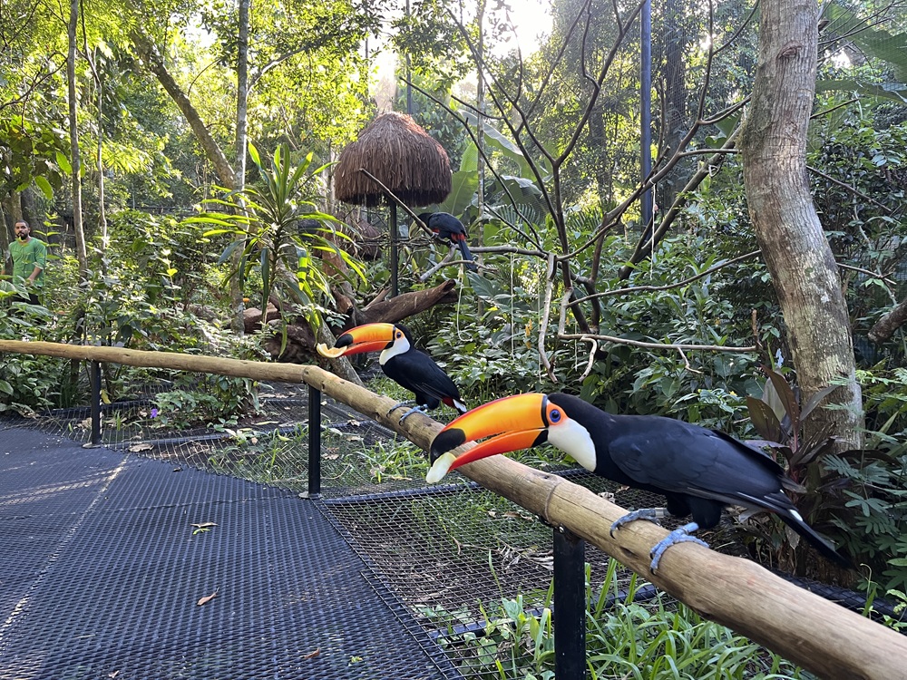 tucanos-toco em novo viveiro do Parque das Aves