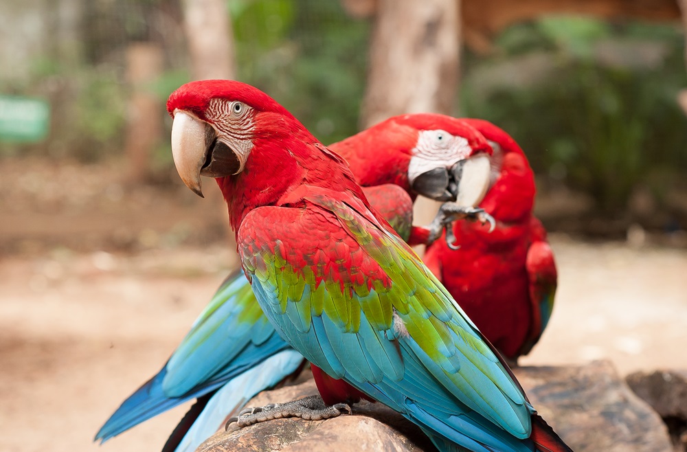 Conheça 8 influências das aves em sua vida