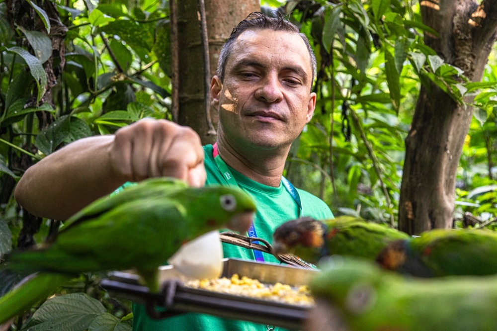 Colaborador segurando uma bandeja com milho e frutas enquanto várias aves verdes se alimentam.